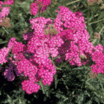 Achillea millefolium - Sötétrózsaszín cickafark