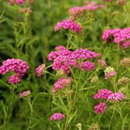 Achillea millefolium - Sötétrózsaszín cickafark - Image 3