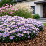 Az Aster cordifolius Little Carlow - Őszirózsa modern ágyásban.