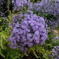 Aster cordifolius Little Carlow - Őszirózsa - Image 2