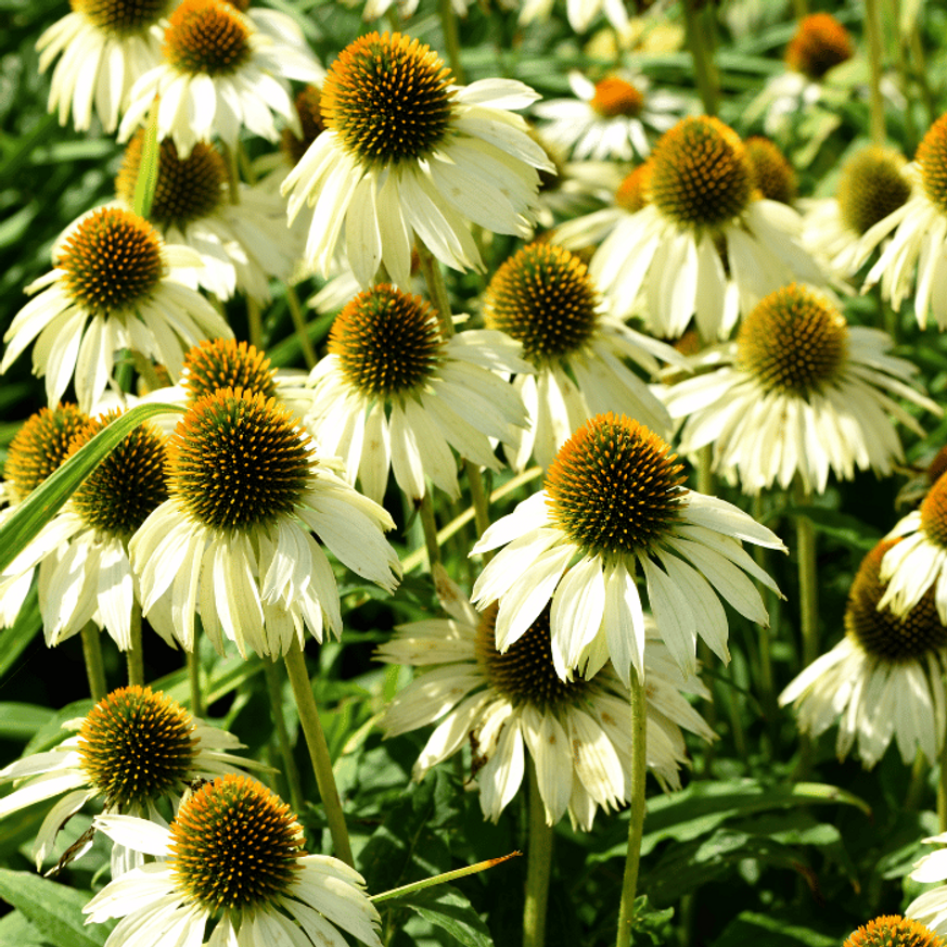 Evelok.hu webárhuház Echinacea purpurea - Fehér kasvirág - Image 1