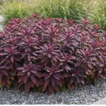 Az Euphorbia sp. (vörös levelű kutyatej) modern ágyásba ültetve.