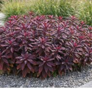 Az Euphorbia sp. (vörös levelű kutyatej) modern ágyásba ültetve.