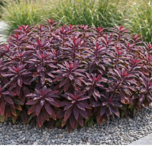 Az Euphorbia sp. (vörös levelű kutyatej) modern ágyásba ültetve.