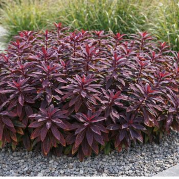 Az Euphorbia sp. (vörös levelű kutyatej) modern ágyásba ültetve.