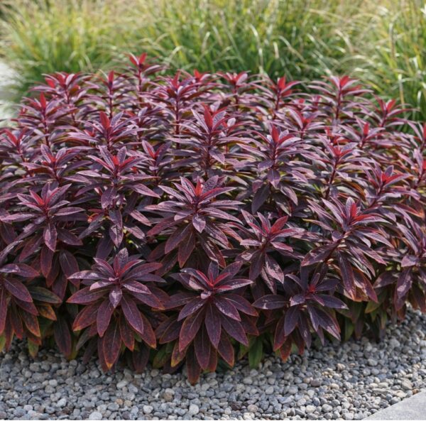 Az Euphorbia sp. (vörös levelű kutyatej) modern ágyásba ültetve.