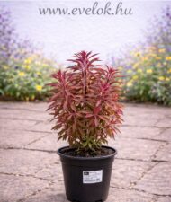 A vörös levelű kutyatej cserépben.