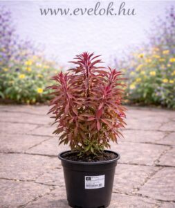 A vörös levelű kutyatej cserépben.