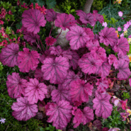 Heuchera micrantha CS9 - Vörös levelű tűzeső