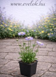A galambszínű ördögszem cserépben.