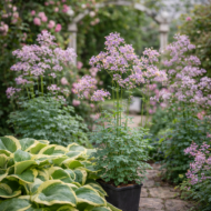 A Thalictrum delavayi teljes virágzásban.