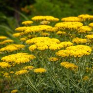 Sárga virágú cickafark Achillea millefolium élénk nyári virágzása közelről