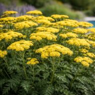 Sárga cickafark aranyfényű virágzása Achillea millefolium a nyári kertben
