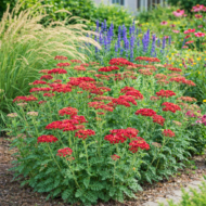 A piros cickafark virágágyásba beültetve.