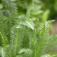 Achillea millefolium - Sötétrózsaszín cickafark - Image 2