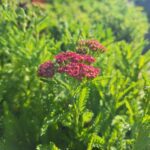 Achillea millefolium - Cseresznyepiros cickafark