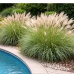 Az Adagio japánfű medence mellé ültetve.