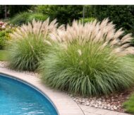 Az Adagio japánfű medence mellé ültetve.