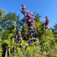 Agastache sp. - Kék virágzatú izsópfű - Image 3