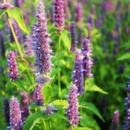 Agastache sp. - Kék virágzatú izsópfű - Image 5