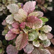 Ajuga reptans ‘Burgundy Glow’ – tarka lombú indás ínfű, természetes közeli fotó.