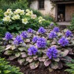 Árnyékos virágágyás Ajuga reptans-szal és hunyorokkal egy régies kertben