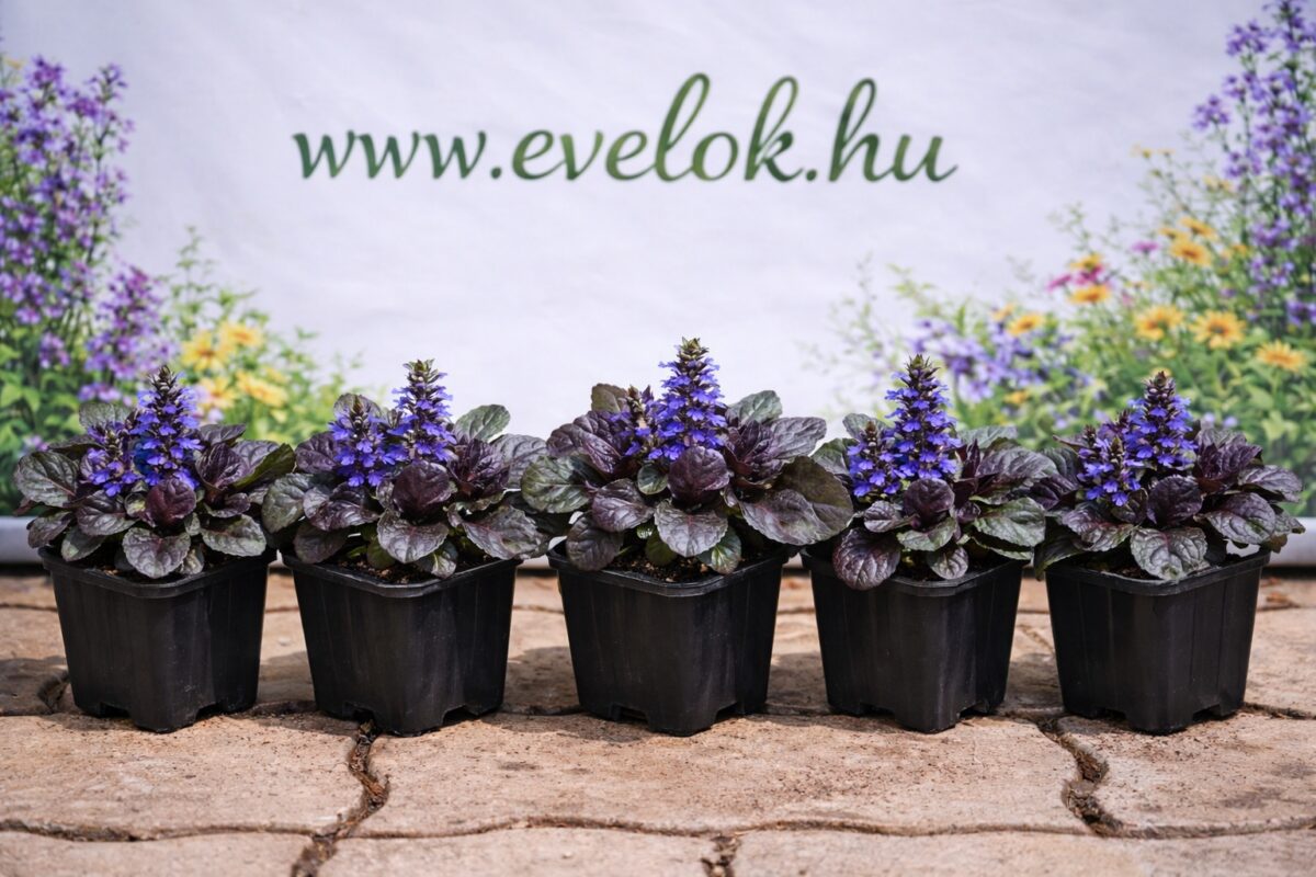 Ajuga reptans 5db cserépben, virágzó állapotban.