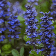 Ajuga reptans - Vörös levelű indás ínfű - Image 2