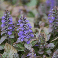 Ajuga reptans - Vörös levelű indás ínfű - Image 4
