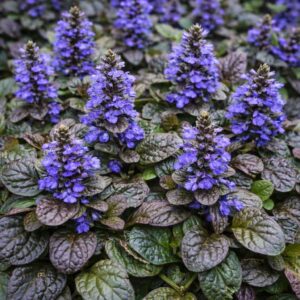 Az Ajuga reptans kék virágai.