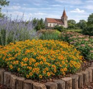A Coreopsis Li'l Bang Daybreak (alacsony menyecskeszem) virágágyásba ültetve sudárzsályával, varjúhájjal. Háttérben templom.