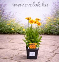 Coreopsis Li'l Bang Daybreak CS14 - Alacsony menyecskeszem - Image 3