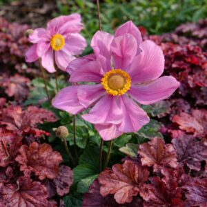 Az Anemone hybrida Serenade azaz Szellőrózsa virágzása .