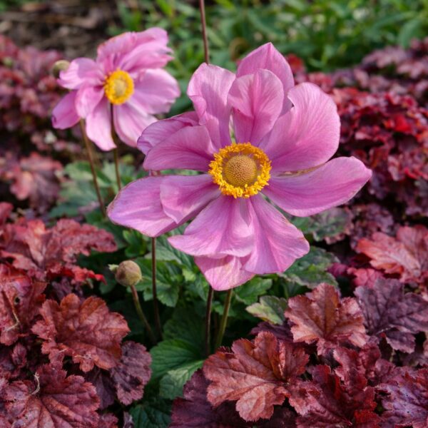 Az Anemone hybrida Serenade azaz Szellőrózsa virágzása .