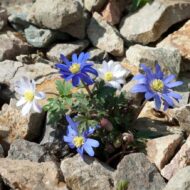 Anemone blanda - Csinos szellőrózsa - Image 2