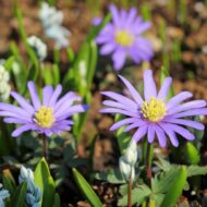 Anemone blanda - Csinos szellőrózsa - Image 3