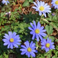 Anemone blanda - Csinos szellőrózsa - Image 4