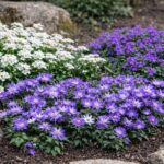 Anemone blanda sziklakertbe ültetve.