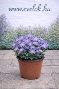 Az Anemone blanda cserépben.