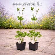 A duplafehér virágú szellőrózsa cs9 cserépben.