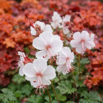 A geranium cantabrigense CS9 azaz a fehér virágzatú angol gólyaorr a tűzesővel is jól mutat