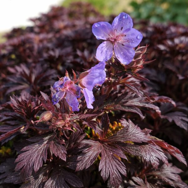 Geranium maculatum – Bordó levelű gólyaorr lila virágai természetes közelségben.