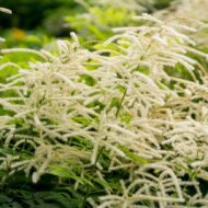 Aruncus dioicus - Erdei tündérfürt - Image 2