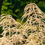 Aruncus dioicus - Erdei tündérfürt - Image 3