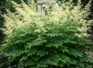 Az erdei tündérfürt (Aruncus) kifejlett mérete.