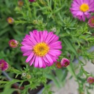 Aster dumosus CS14 - Törpe rózsaszín őszirózsa - Image 2
