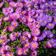 Aster dumosus MIX CS9 - Törpe őszirózsa színkeverék - Image 4