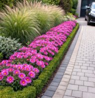 A rózsaszín őszirózsa bejáró mellé ültetve.