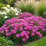 Az Aster dumosus mix vegyes beültetésben, rózsaszín virágokkal.
