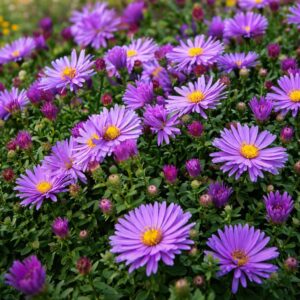 Az Aster dumosus Wood's Purple törpe őszirózsa virágzásban.